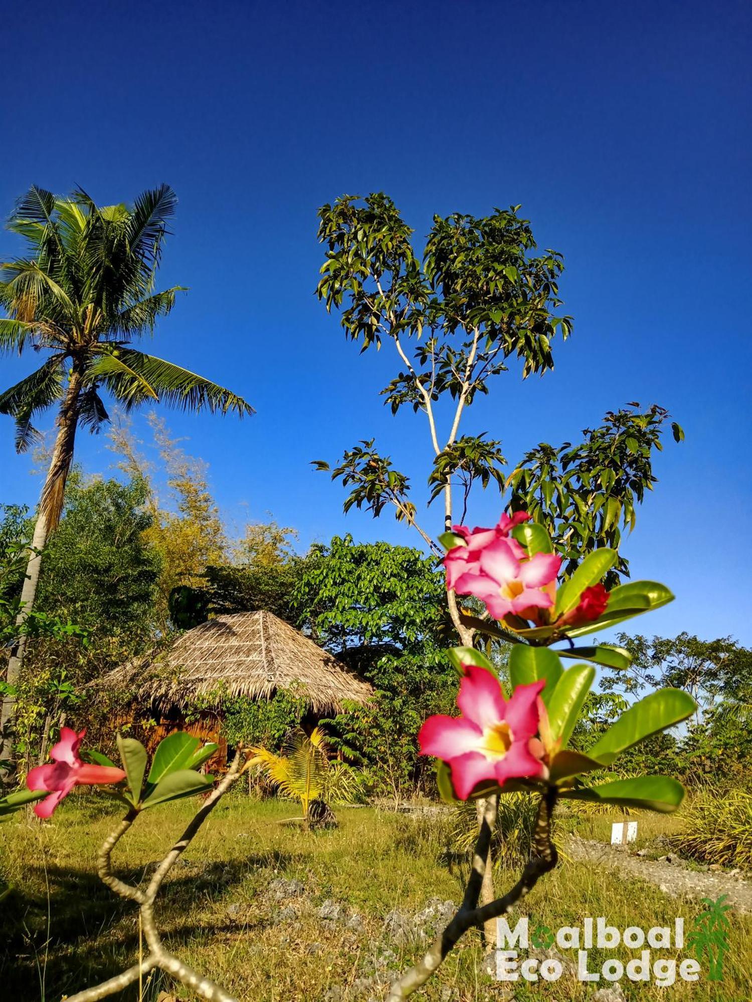 Moalboal Eco Lodge Exterior foto